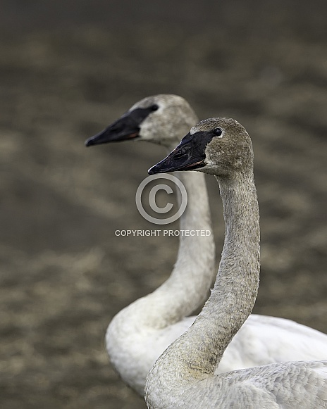 Cygnet Trumpeter Swan