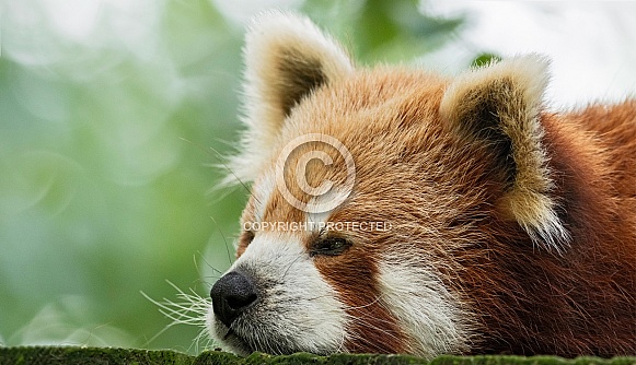 Red Panda Close Up Lying Down