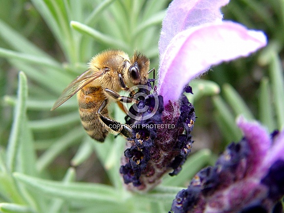 Honey Bee Apis mellifera on Lavender flower Lavandula angustifolia