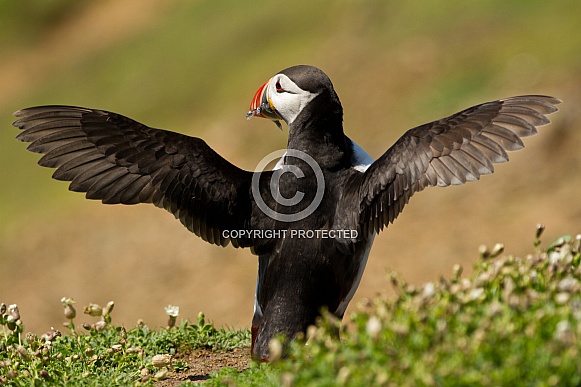 Atlantic Puffin Stretching with Sand Eels