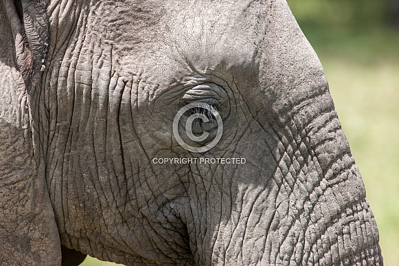 Close-up of Elephant