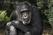 Chimpanzee Close Up Sitting
