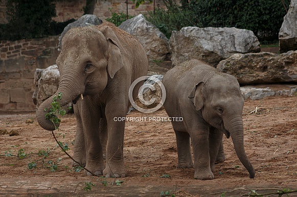 Adult And Young Elephant With Browse To Eat