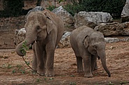 Adult And Young Elephant With Browse To Eat