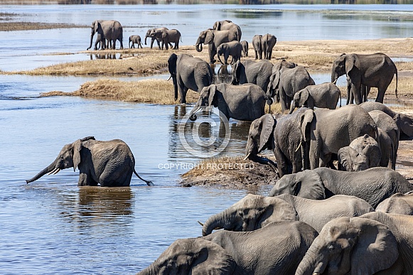 Group of African elephants (Loxodonta africana)