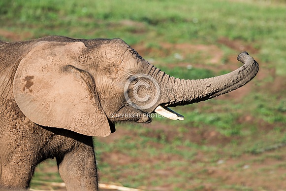 Young African Elephant