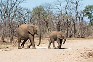 Juvenile Elephants
