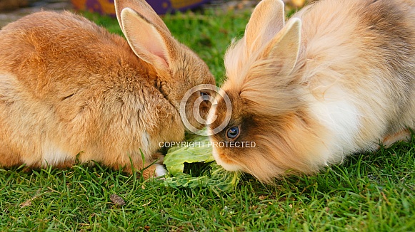 Pet Rabbits Feeding
