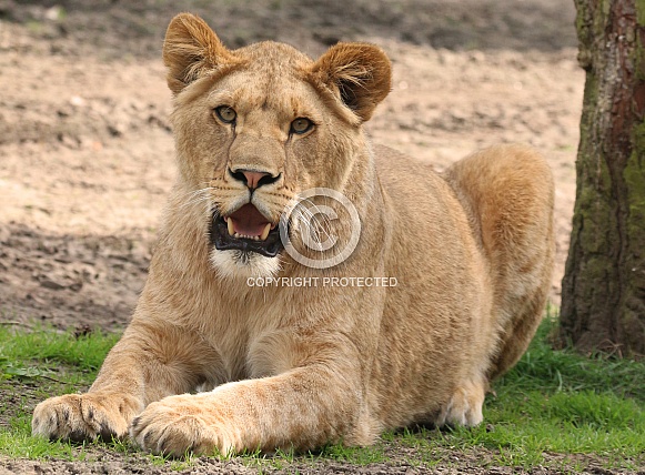 Young African lioness