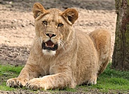 Young African lioness