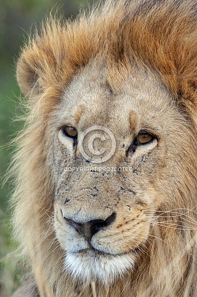 Lion - Botswana - Africa