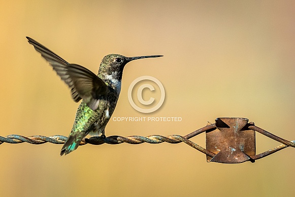 Hummingbird:  Ready to Fly