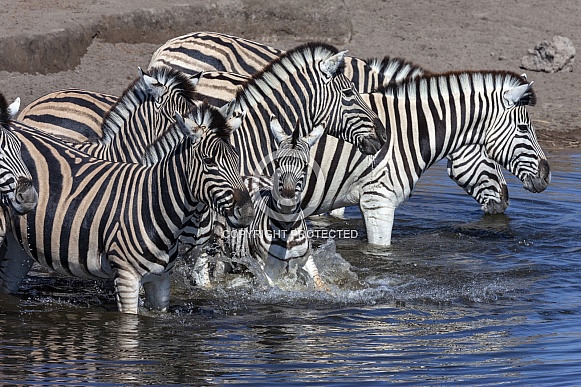 Zebra - Etosha National Park - Namibia