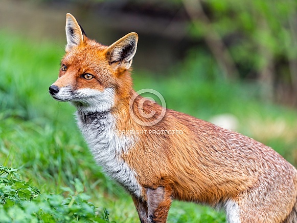Attentive fox
