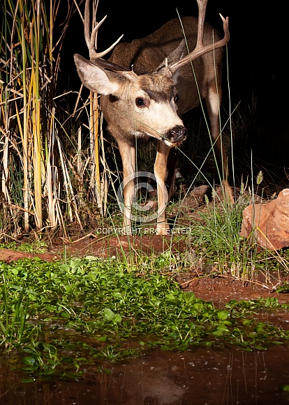 Mule deer, Odocoileus hemionus