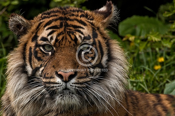 Sumatran Tiger Face Shot Straight On