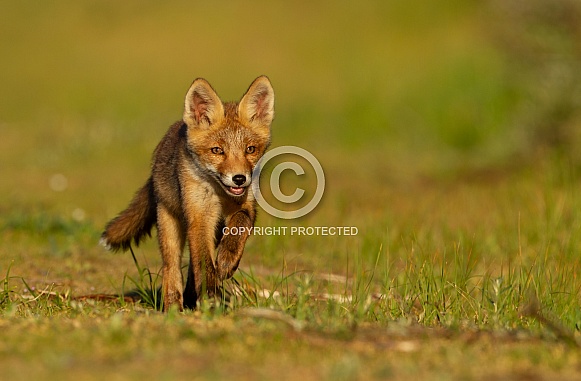 Running red fox cub.
