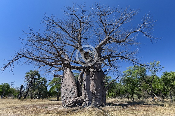 Baobab tree - Okavango Delta - Botswana