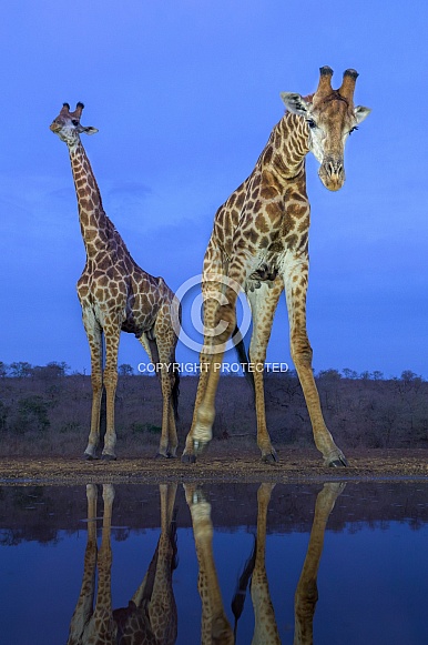 Giraffes at the waterhole
