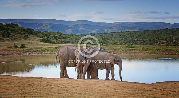 African Elephant group