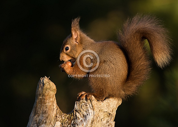 Red Squirrel with Hazelnut