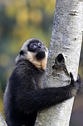 Yellow-cheeked gibbon (Nomascus gabriellae)
