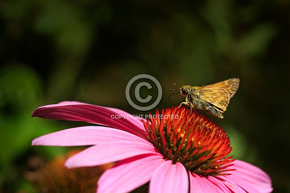 Taxiles Skipper Butterfly