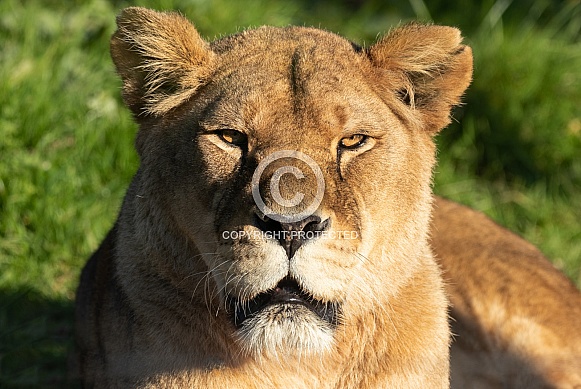 Female African Lion Looking At Camera