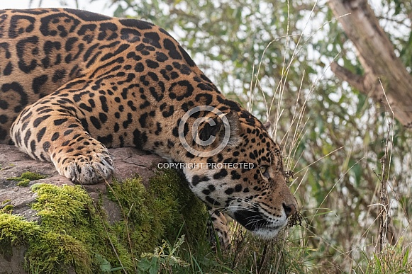 Jaguar Side Profile Lying Over Rock