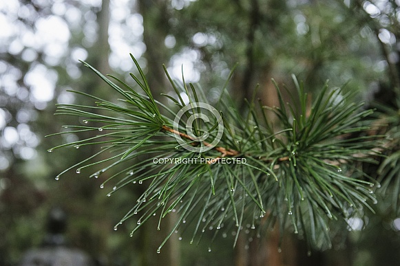 Pine needles with rain drops