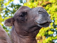Bactrian Camel (Camelus bactrianus)