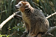 Crowned Lemur Full Body Shot
