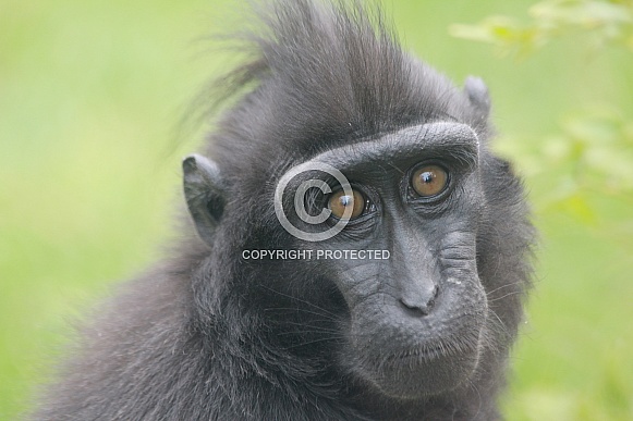 Sulawesi Crested Macaque (Macaca nigra)
