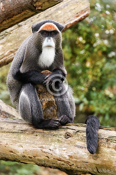 De Brazza monkey with baby