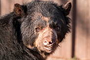 Andean Bear Close Up Face Shot