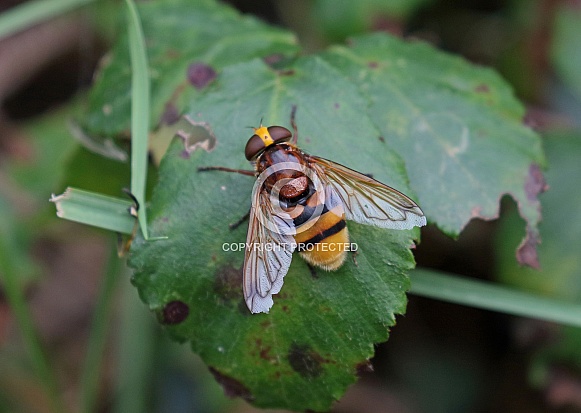 Hoverfly mimic