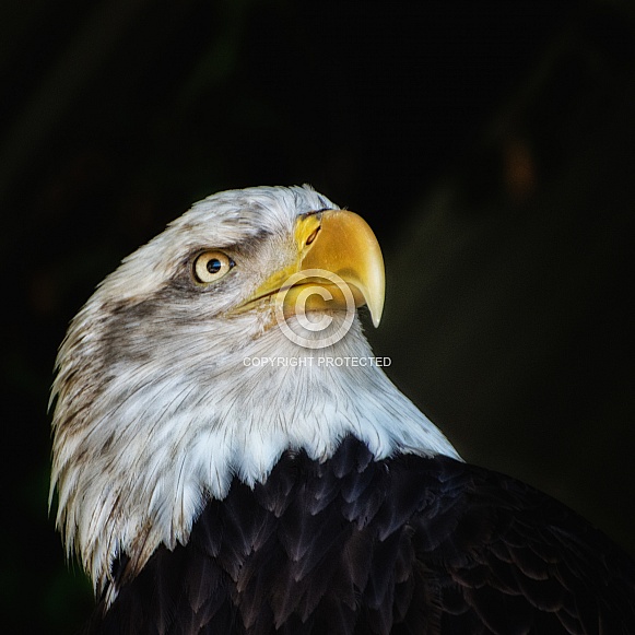 Bald Eagle - Portrait