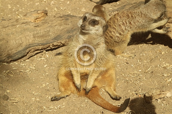 Meerkat sitting