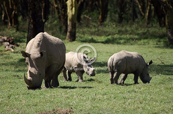 White Rhino and Calves