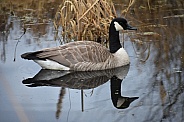 Canada Goose and reflection