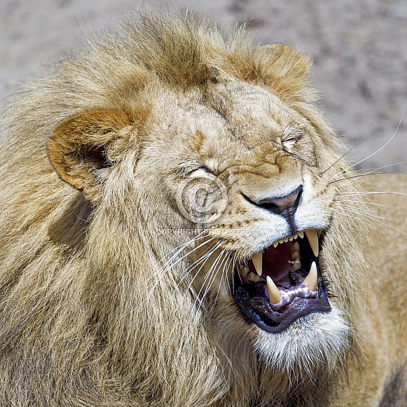Lion (Panthera Leo)
