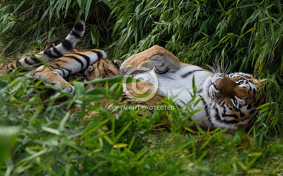 Tigress playing cute