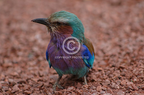 Lilac Breasted Roller Close Up Facing Sideways