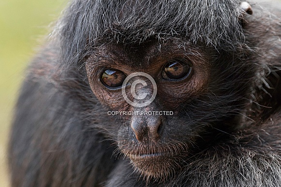Spider Monkey Close Up Face Shot