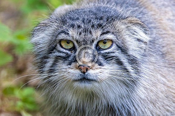 The Pallas's cat (Otocolobus manul)