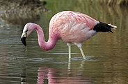 Andian Flamingo - Chile