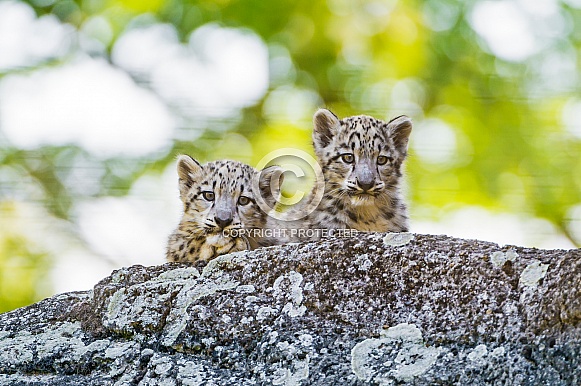 Pair of Snow Leopard Cubs