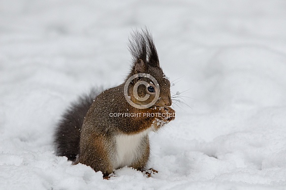Squirel in the Snow