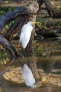 Great Egret with Reflection