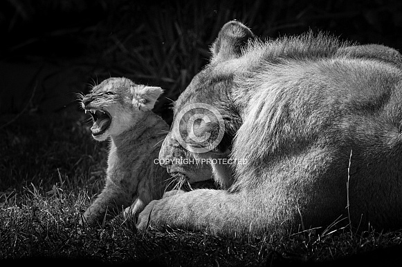 African lion cub playing with big brother